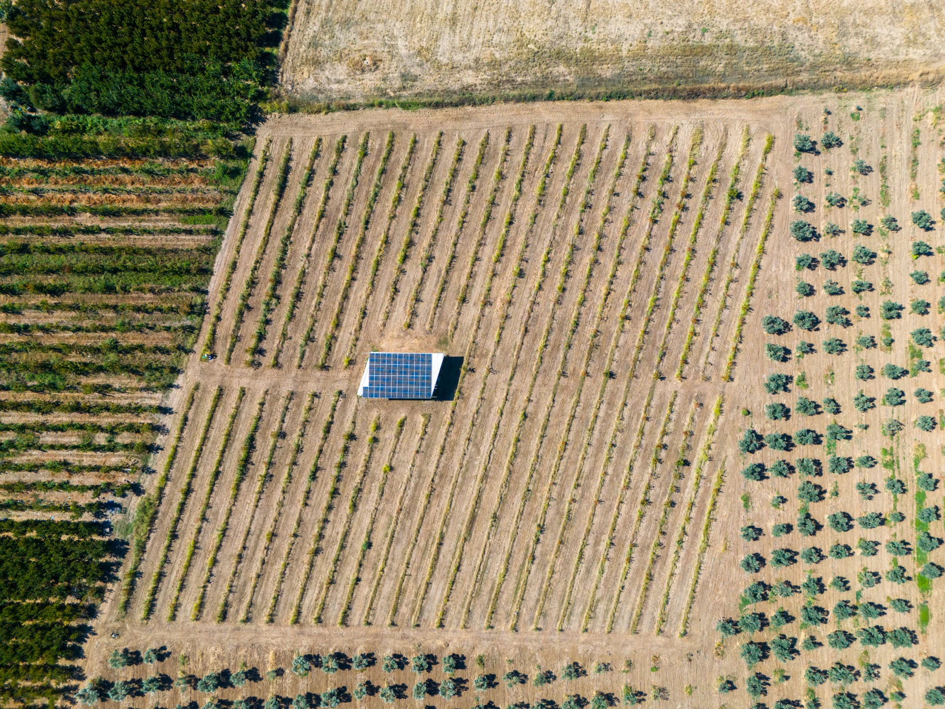 RE/MAX TEOKTAN BAĞYURDUNDA GES VE SONDAJLI 12.722 M² BAĞ galeri 5